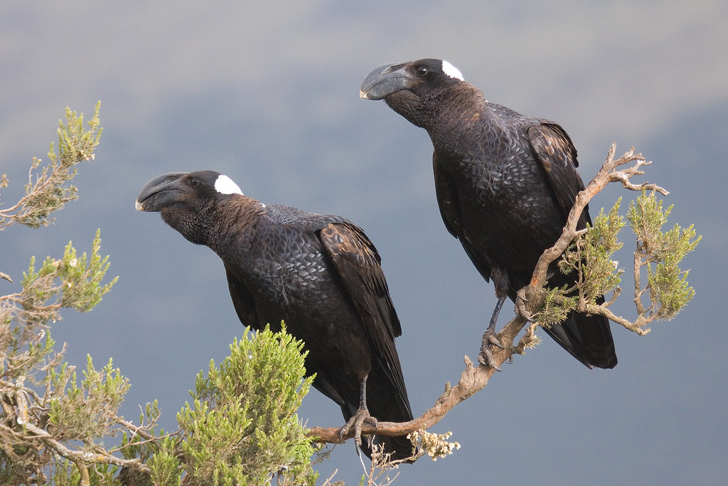 Bronze Crow: The Gigachad of the Bird World. But That Enormous Beak Hides a Nasty Secret - Crow, Birds, Animals, Wild animals, Yandex Zen, Yandex Zen (link), Longpost