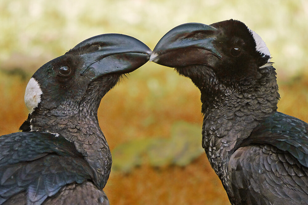 Bronze Crow: The Gigachad of the Bird World. But That Enormous Beak Hides a Nasty Secret - Crow, Birds, Animals, Wild animals, Yandex Zen, Yandex Zen (link), Longpost