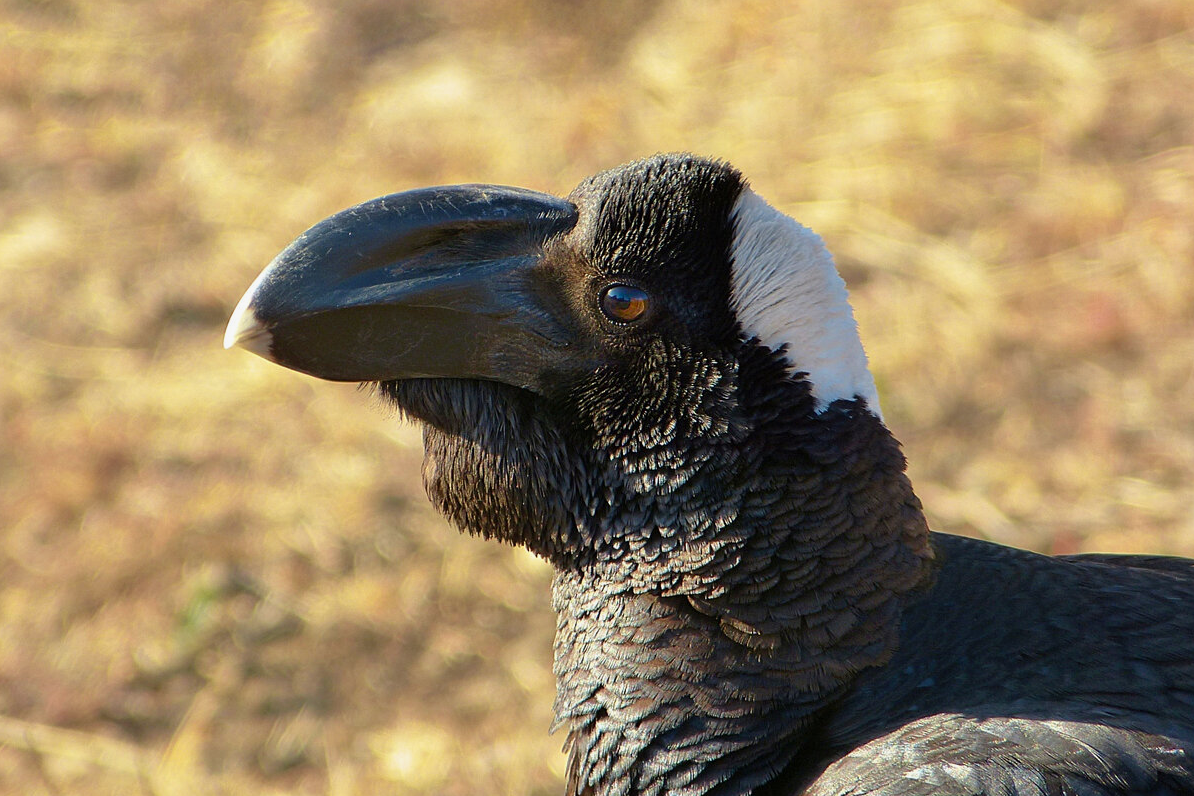 Bronze Crow: The Gigachad of the Bird World. But That Enormous Beak Hides a Nasty Secret - Crow, Birds, Animals, Wild animals, Yandex Zen, Yandex Zen (link), Longpost