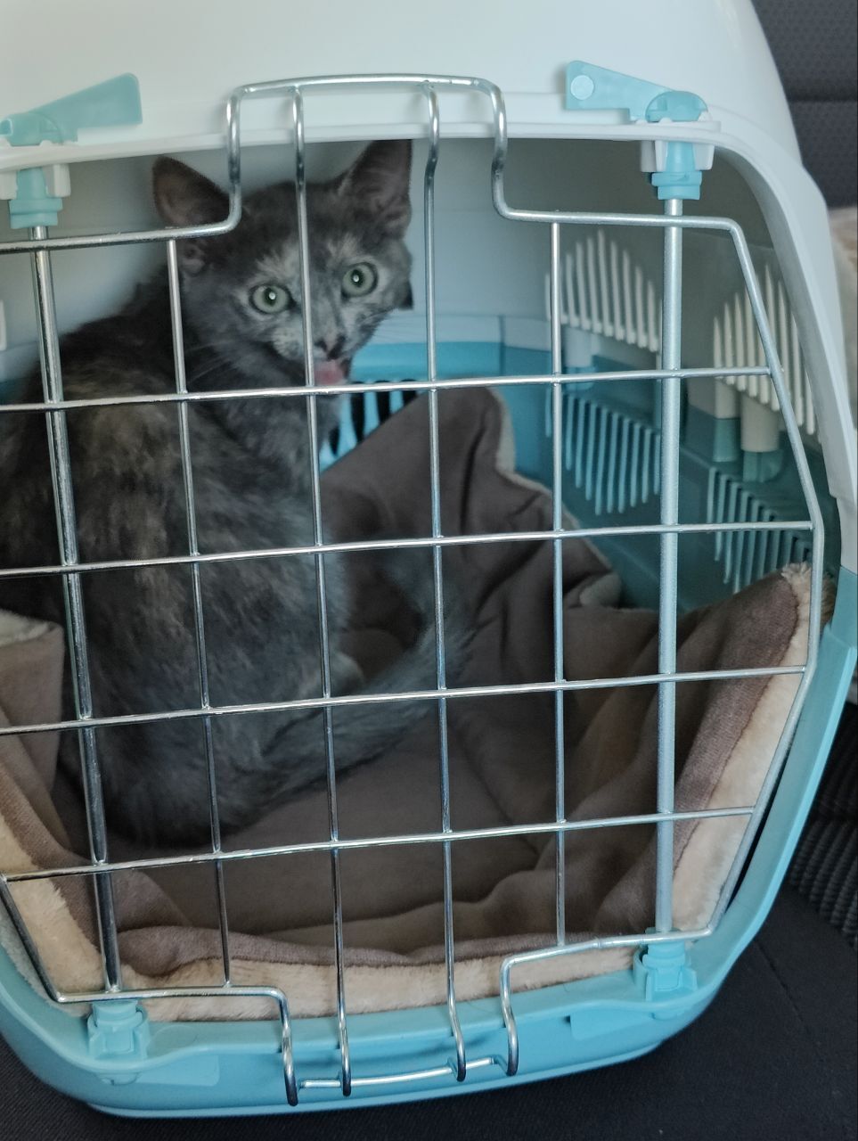 758 tail went to a new home. Little tricolor from Kursk went to Pikabushnitsa Alexandra - My, cat, Animal Rescue, Found a home, Vertical video, Pick-up headphones, Video, Longpost