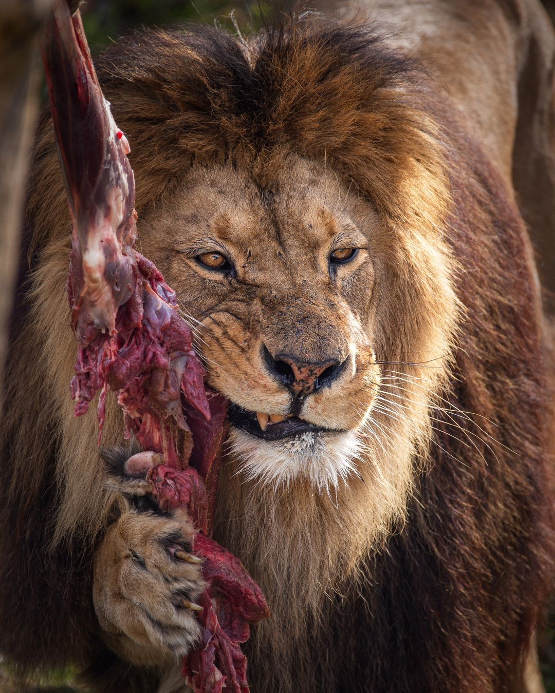 Descendant of the Barbary lion named Atlas - a lion, Big cats, Cat family, Predatory animals, Wild animals, Zoo, Feeding, Meat, The photo