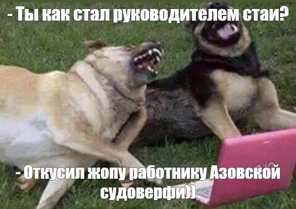 Biting dogs - Dog, Kus, Bites, Human rights, Mat, Picture with text, Images, Be aware of dogs, Longpost