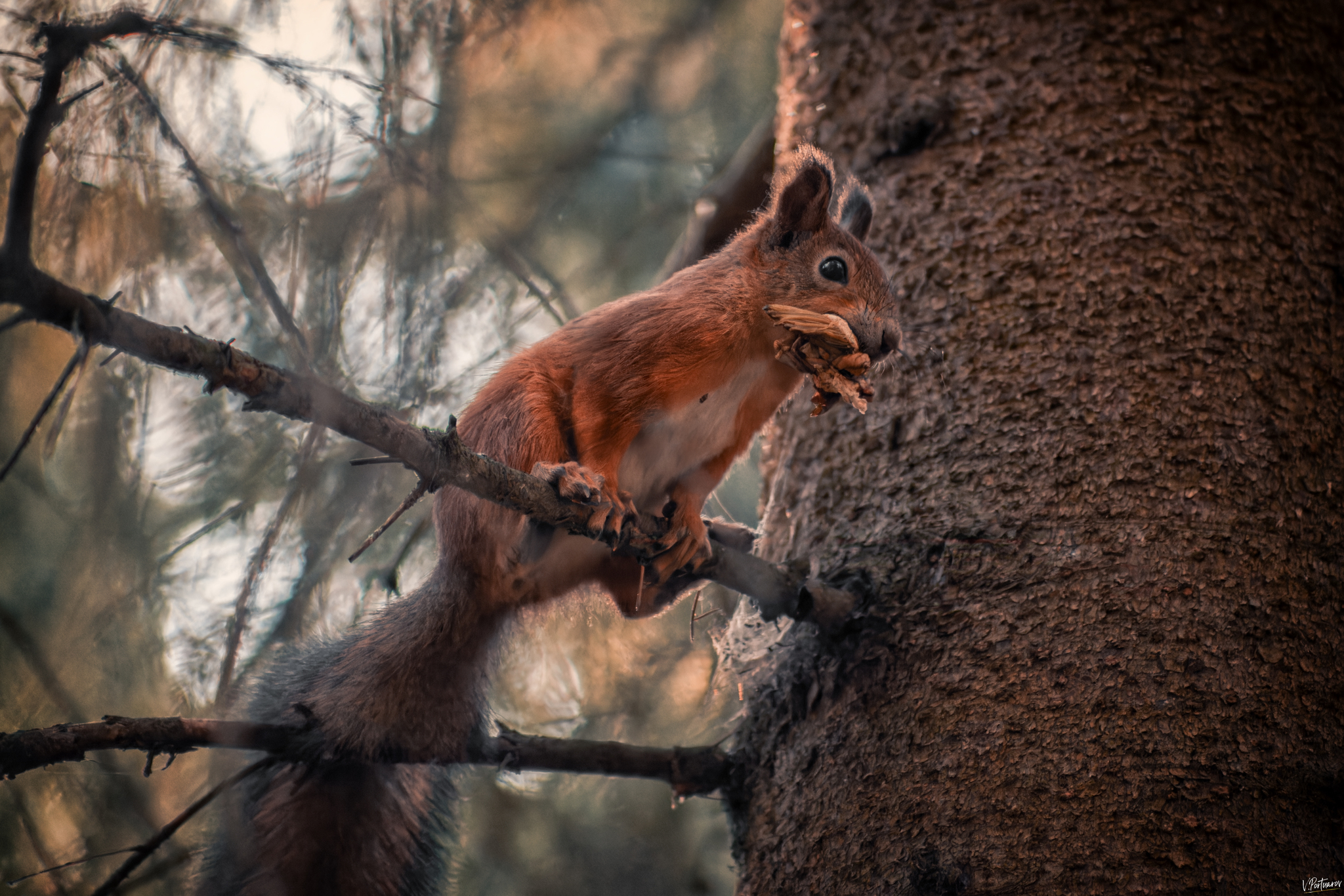 You are not you when you are hungry - My, The photo, Nature, Walk, The park, Squirrel, Photo hunting, Autumn, The nature of Russia