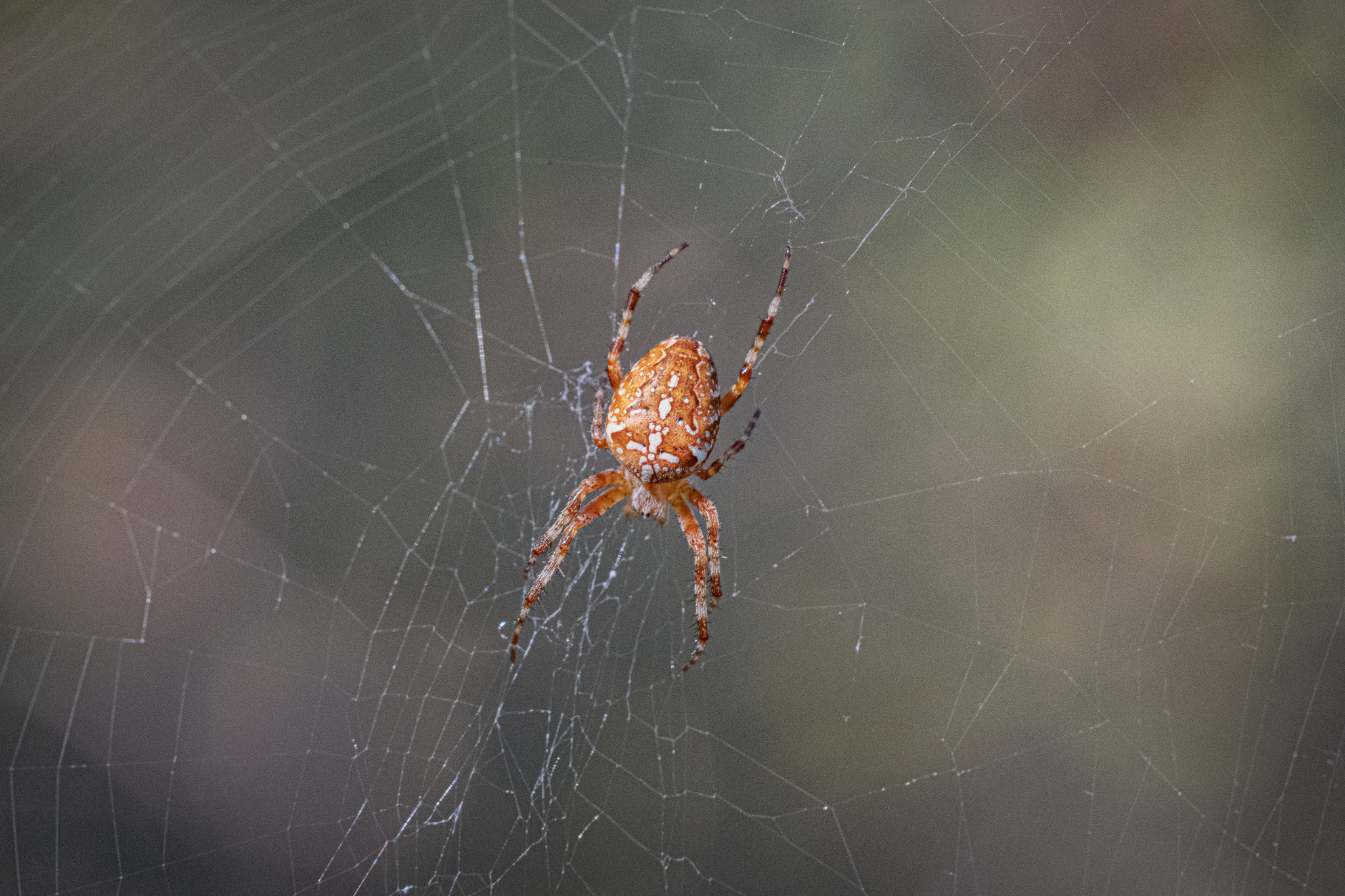 Cross spider - My, Arachnophobia, The photo, Nikon, Macro photography, Spider, Insects