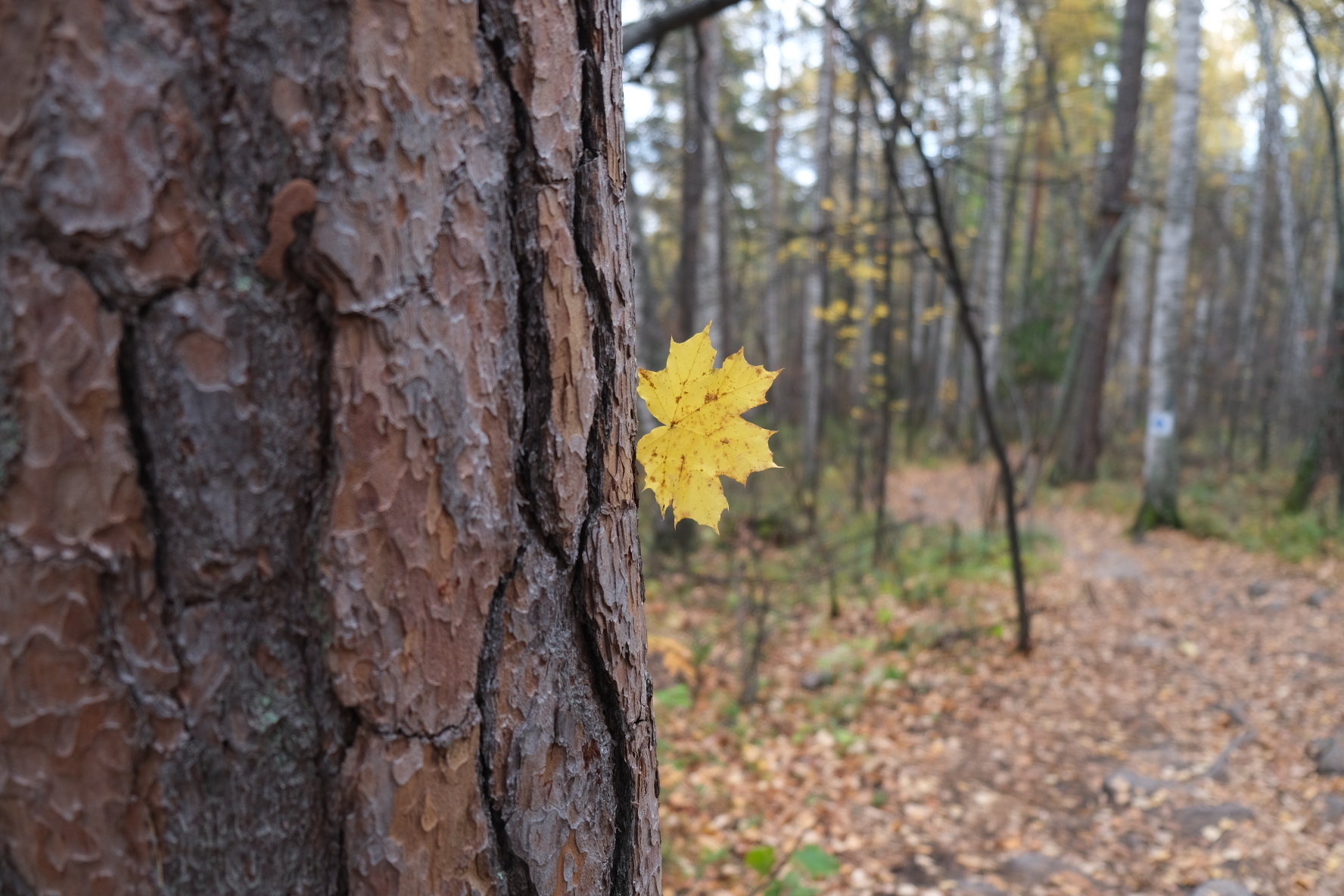 Walking while talking - My, Diary, PVD, Friends, Autumn, Longpost