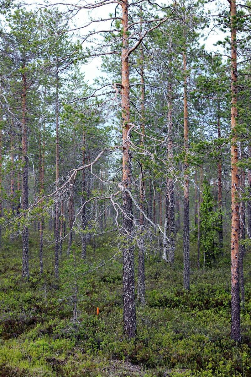 Nordpapp. Journey to the Edge of Europe. First version. Part 1 - My, Life stories, Travels, The photo, Norway, Finland, North cape, Reindeer, Deer, Locomotive, Video, Longpost