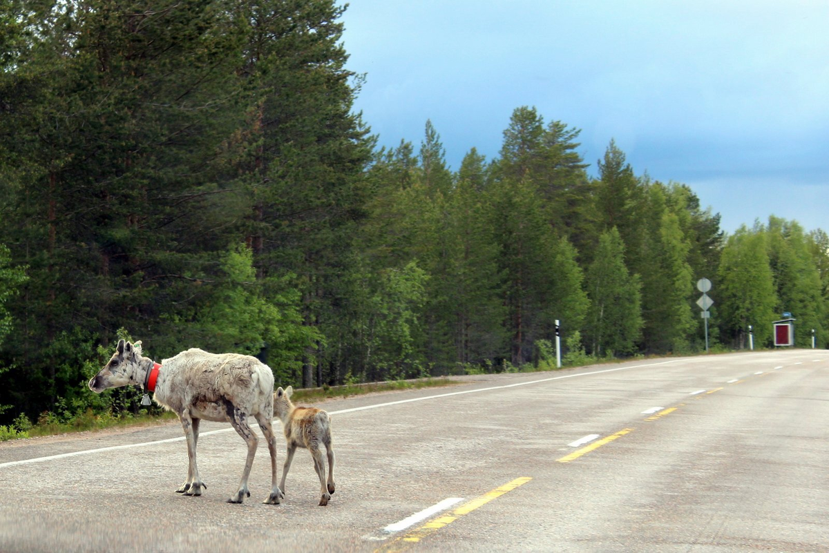 Nordpapp. Journey to the Edge of Europe. First version. Part 1 - My, Life stories, Travels, The photo, Norway, Finland, North cape, Reindeer, Deer, Locomotive, Video, Longpost