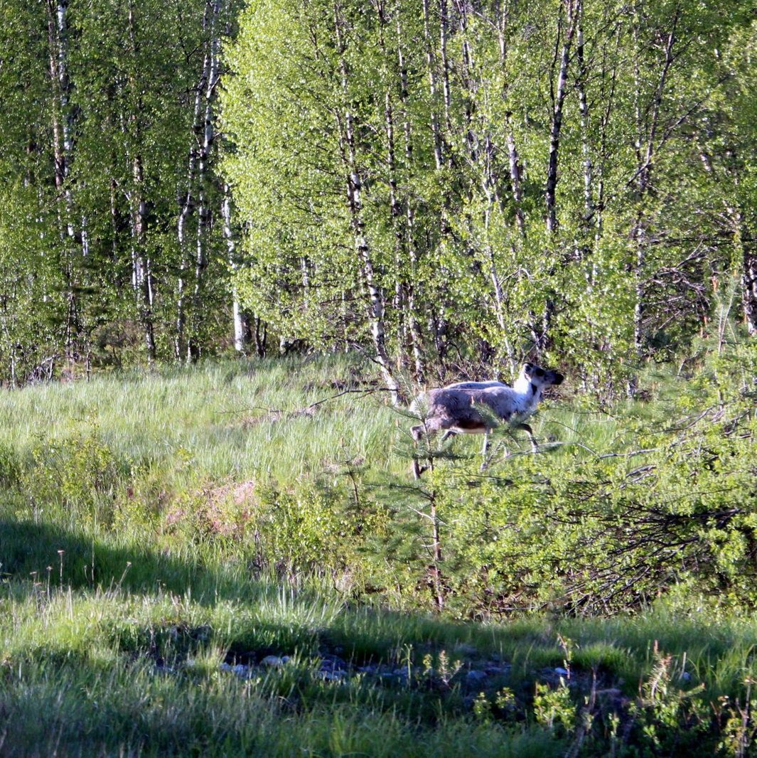 Nordpapp. Journey to the Edge of Europe. First version. Part 1 - My, Life stories, Travels, The photo, Norway, Finland, North cape, Reindeer, Deer, Locomotive, Video, Longpost