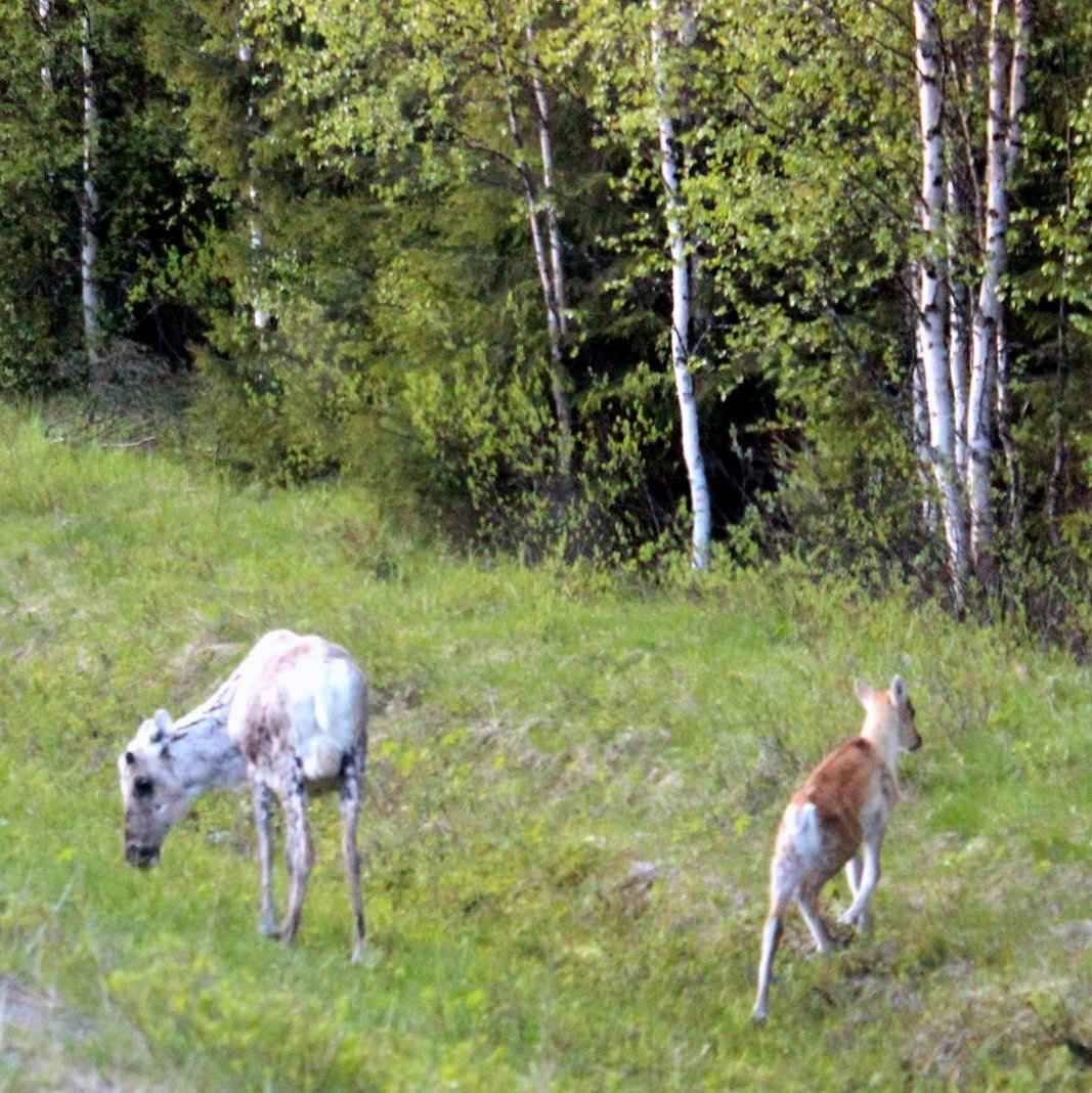 Nordpapp. Journey to the Edge of Europe. First version. Part 1 - My, Life stories, Travels, The photo, Norway, Finland, North cape, Reindeer, Deer, Locomotive, Video, Longpost