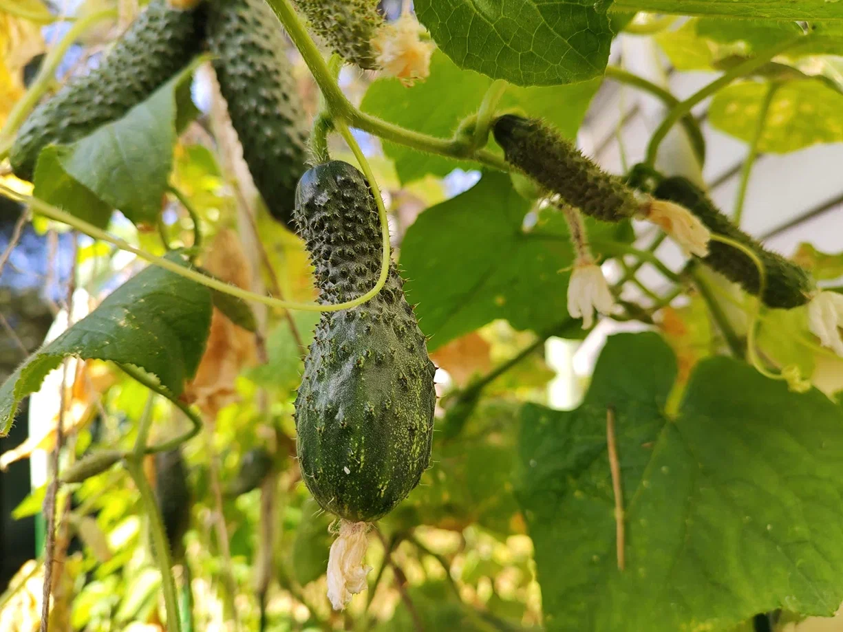 Reply to the post August 52. The raspberries are out - My, Harvest, September, Weather, Saint Petersburg, Reply to post, Longpost