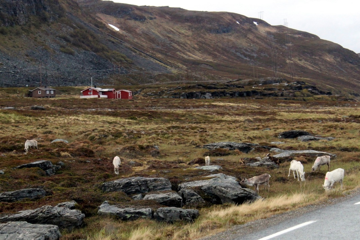 Nordpapp. Journey to the Edge of Europe. First version. Part 4 - My, Life stories, Travels, The photo, Norway, Finland, North cape, Reindeer, Deer, Video, Longpost