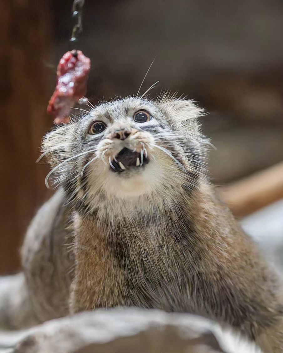 Eeeeeee!!! - Wild animals, Predatory animals, Pallas' cat, Cat family, Small cats, Young, Zoo, The photo