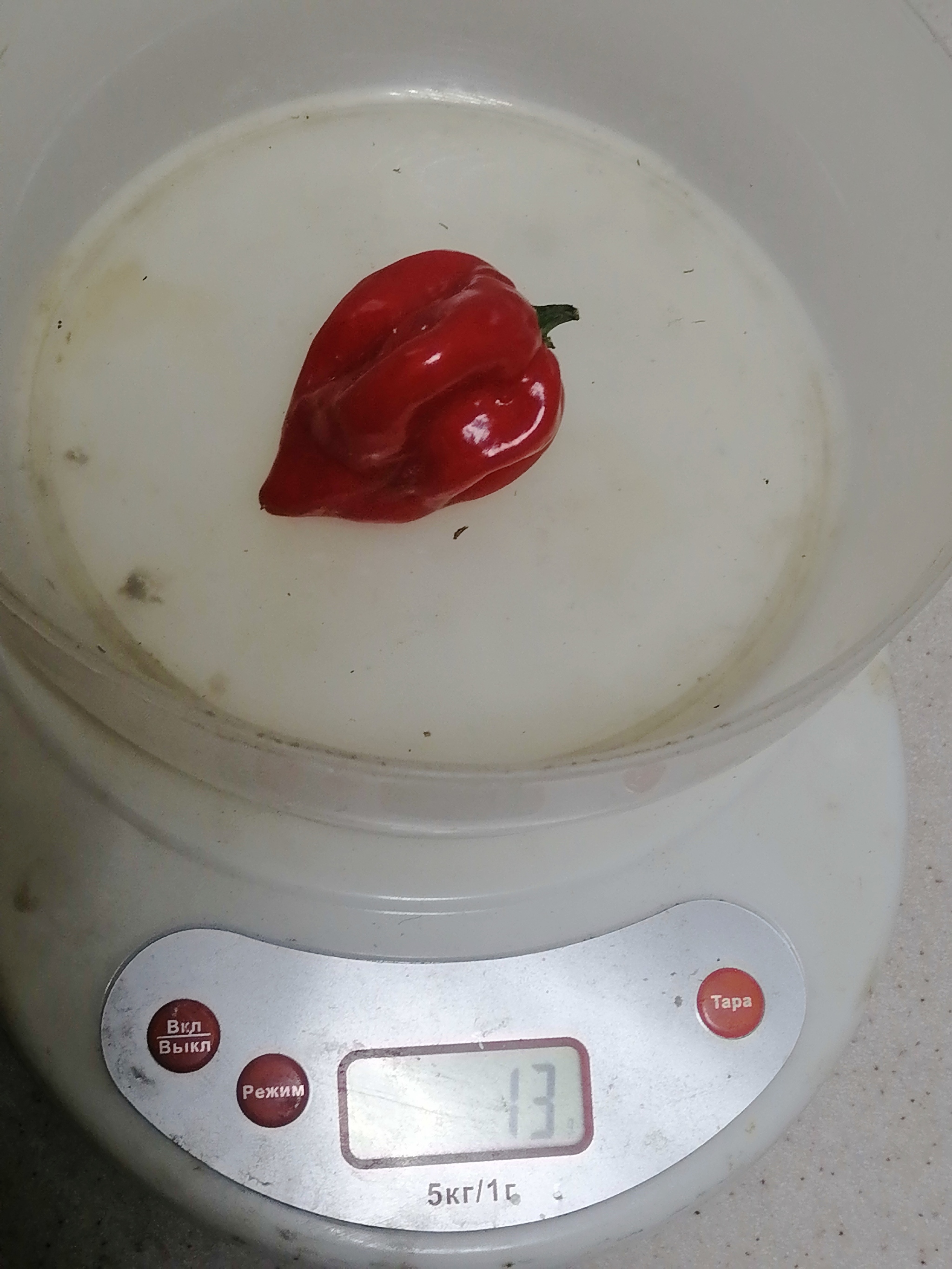 Harvest 2024. Hot peppers - My, Garden, Hot peppers, Ural, Garden, Weight, scales, Harvest, Variety, Gardening, Plants, Wintering, Longpost