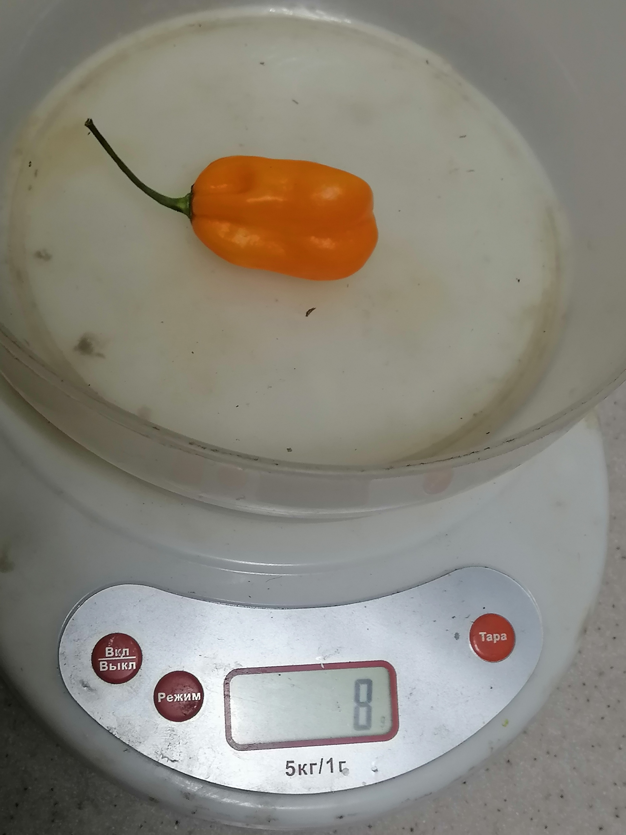 Harvest 2024. Hot peppers - My, Garden, Hot peppers, Ural, Garden, Weight, scales, Harvest, Variety, Gardening, Plants, Wintering, Longpost