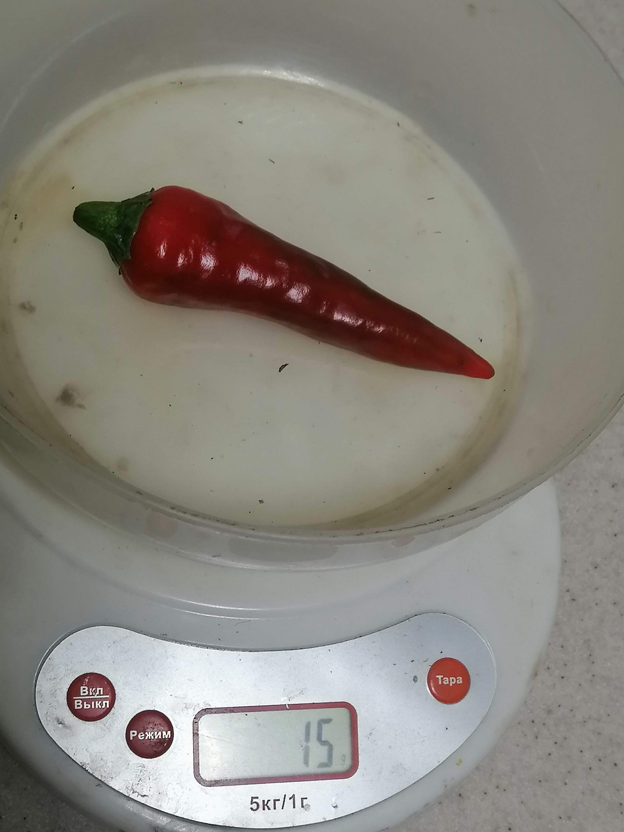 Harvest 2024. Hot peppers - My, Garden, Hot peppers, Ural, Garden, Weight, scales, Harvest, Variety, Gardening, Plants, Wintering, Longpost