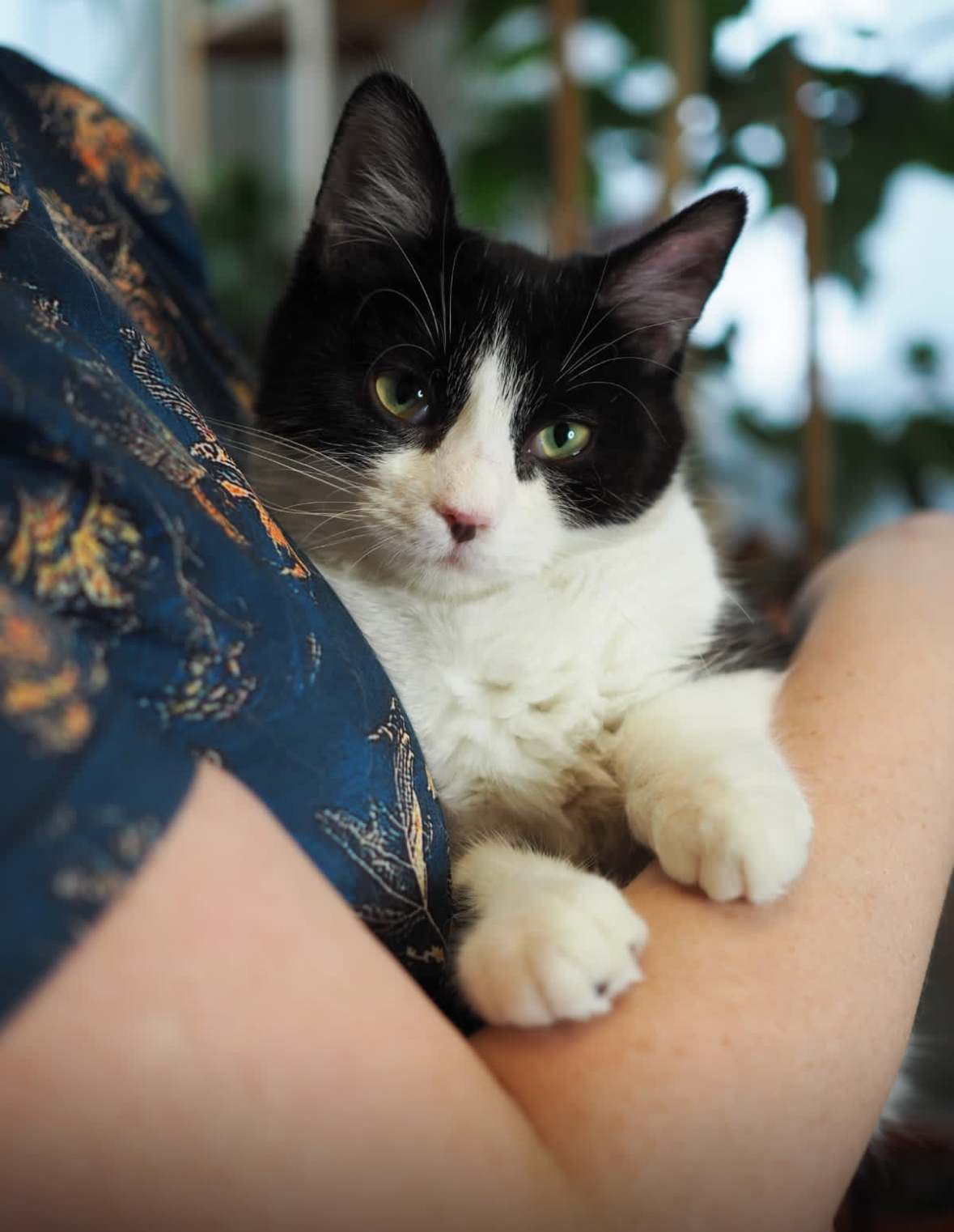 Marcy is looking for a home - In good hands, Help, cat, Kittens, Moscow, Moscow region, Cat family, Homeless animals, Pets, Cat lovers, Kindness, Longpost