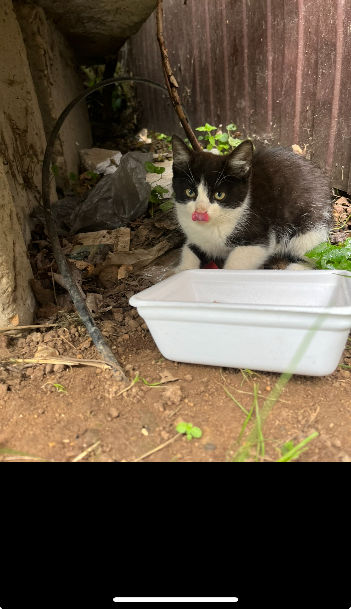 Marcy is looking for a home - In good hands, Help, cat, Kittens, Moscow, Moscow region, Cat family, Homeless animals, Pets, Cat lovers, Kindness, Longpost