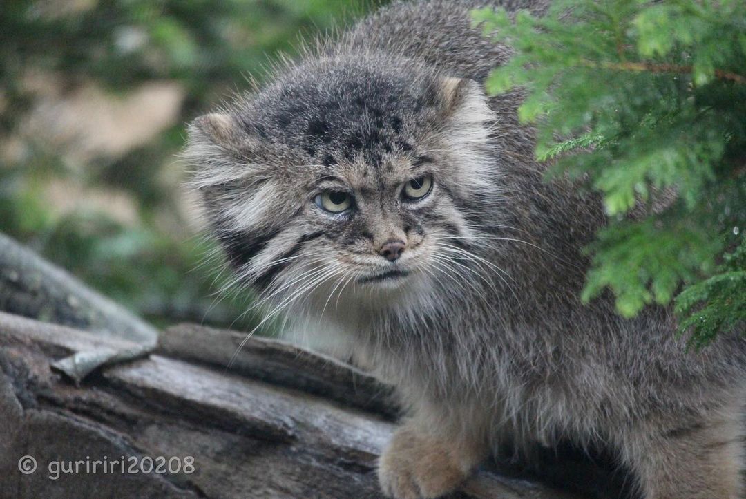 In Search of the Third Lunch - Predatory animals, Wild animals, Cat family, Pallas' cat, Zoo, The photo, Small cats