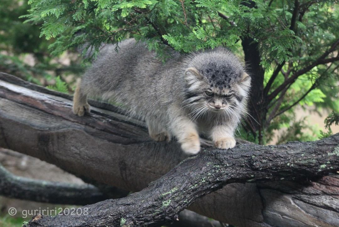 In Search of the Third Lunch - Predatory animals, Wild animals, Cat family, Pallas' cat, Zoo, The photo, Small cats