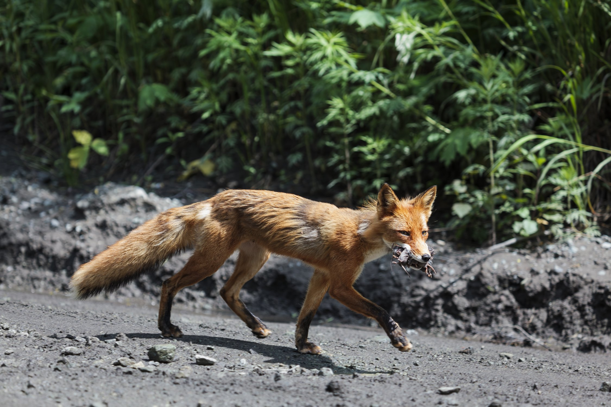 Wild customs - Fox, Mining, Petropavlovsk-Kamchatsky, Wild animals, Canines, Road, The photo