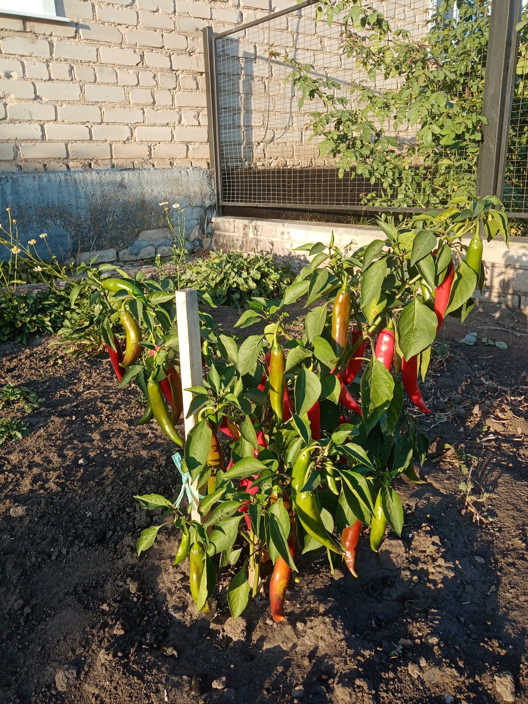 What kind is it? - My, Hot peppers, Question, Longpost