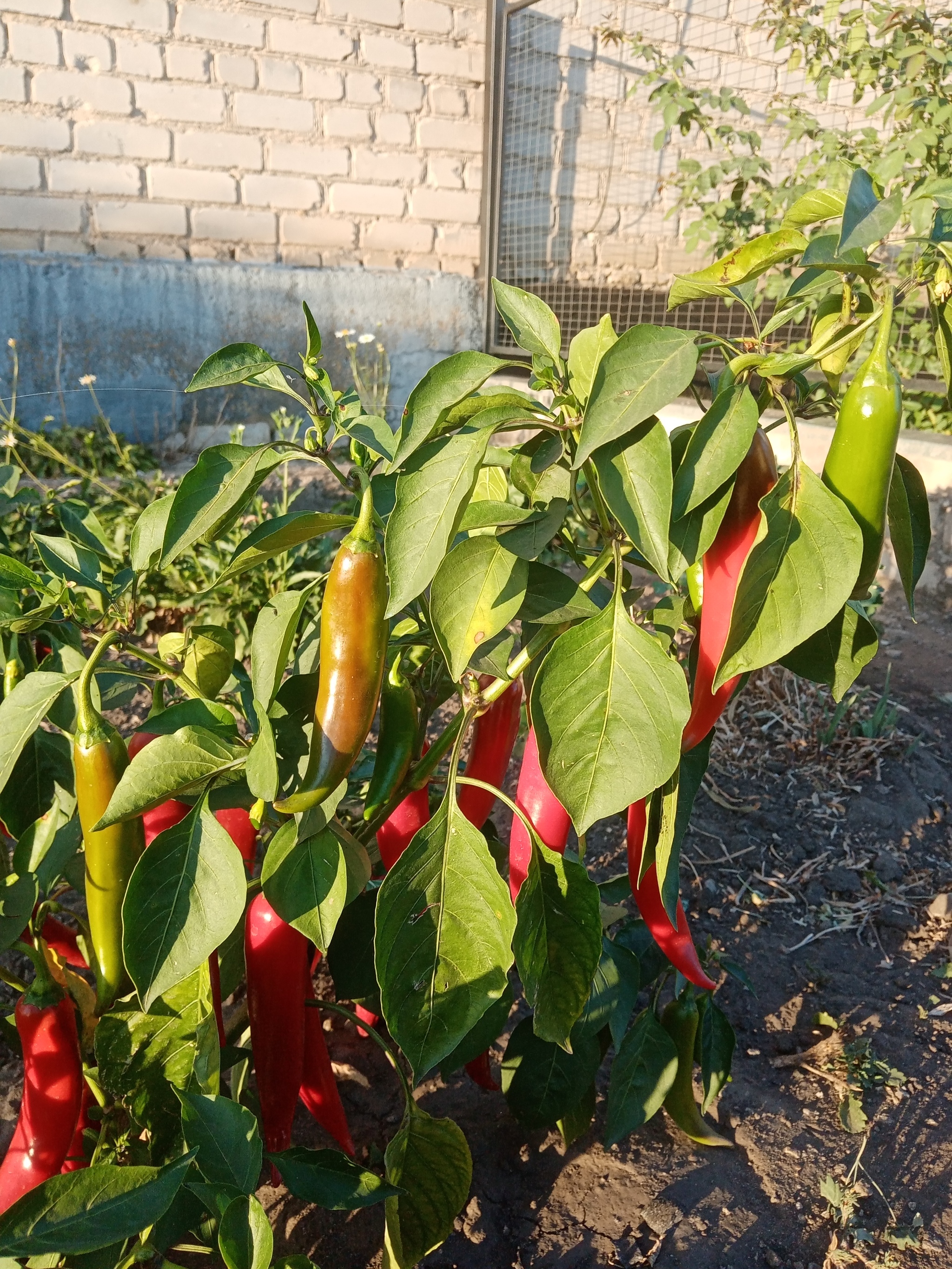 What kind is it? - My, Hot peppers, Question, Longpost