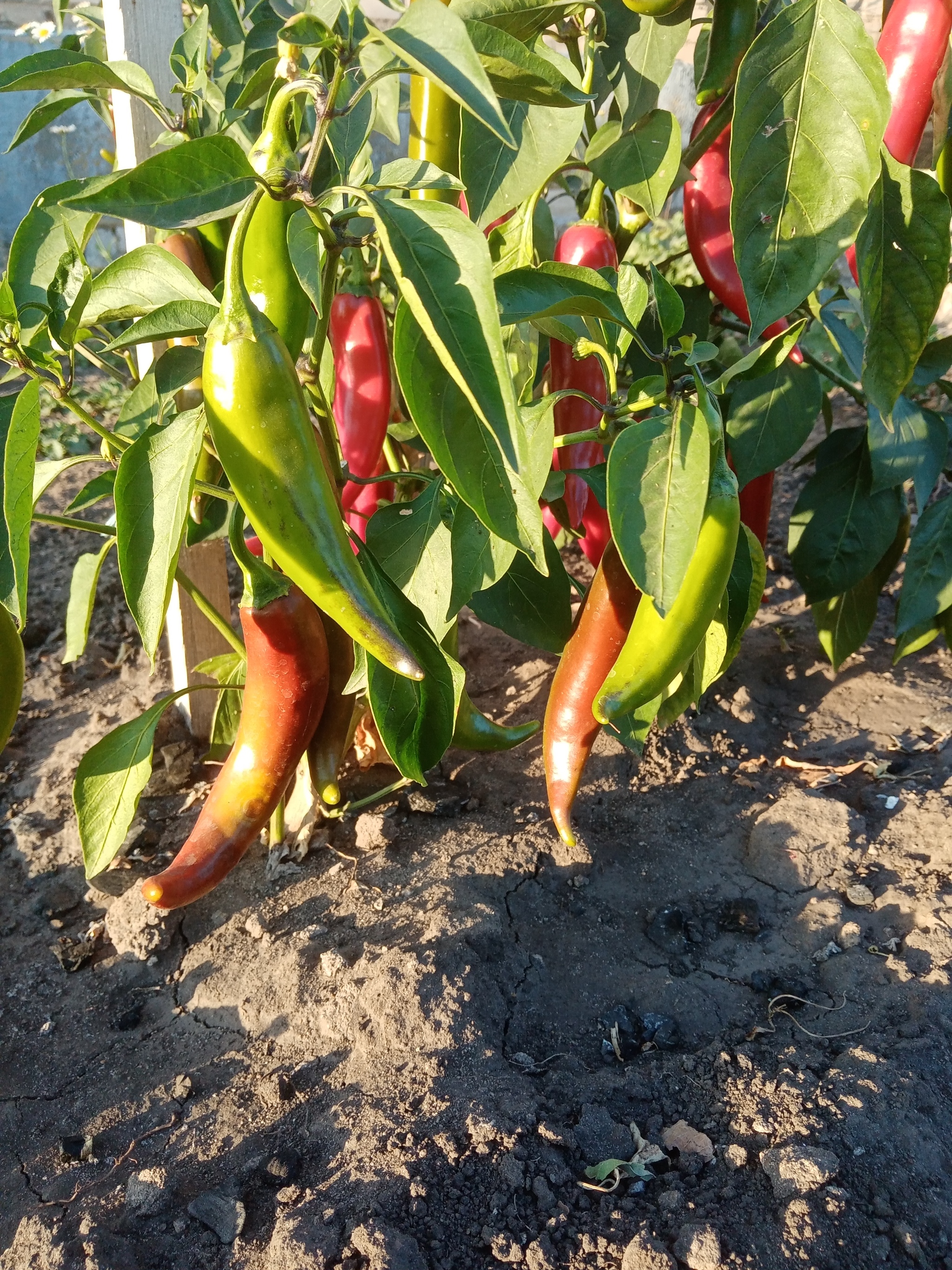 What kind is it? - My, Hot peppers, Question, Longpost