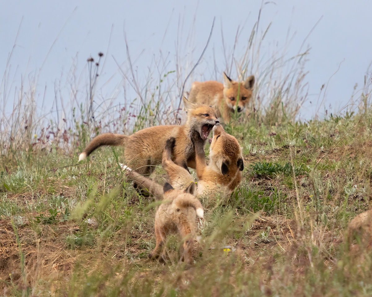 Morning Chats - My, Fox cubs, Fox, Photo hunting, Steppe, Wild animals