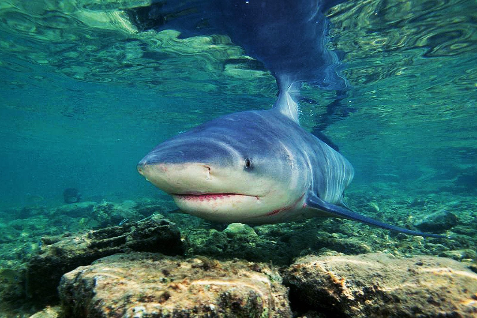 Dangerous lake - Nature, Facts, Animals, The photo, Shark, Lake