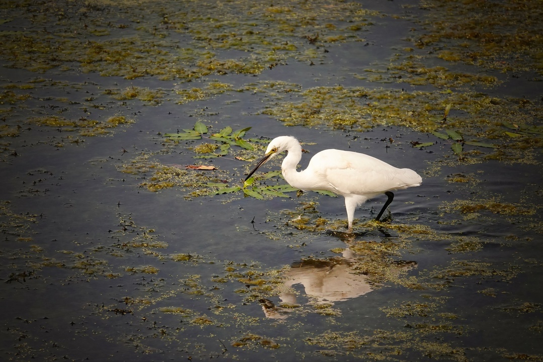 White Heron - My, The photo, Netherlands (Holland), Nature, Birds