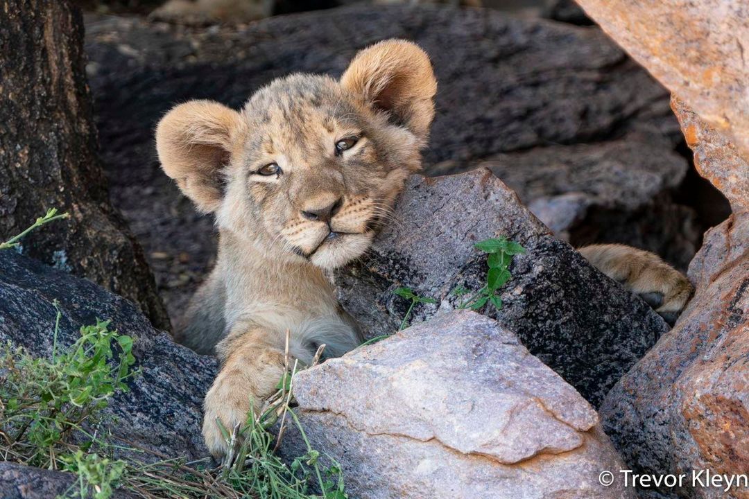 How nice it is when you don't have to go anywhere - Lion cubs, a lion, Big cats, Cat family, Predatory animals, Wild animals, wildlife, Reserves and sanctuaries, South Africa, The photo, A rock