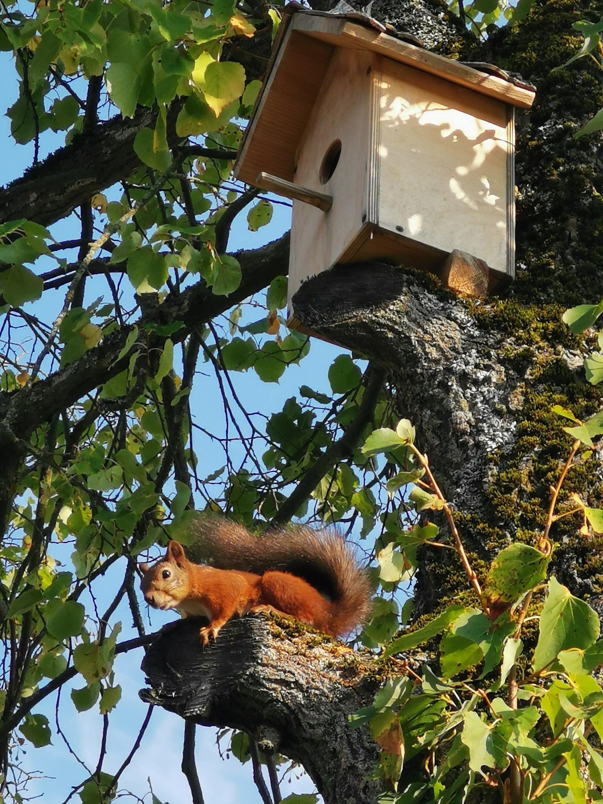 Uninvited guests - My, Squirrel, Birdhouse, Tree