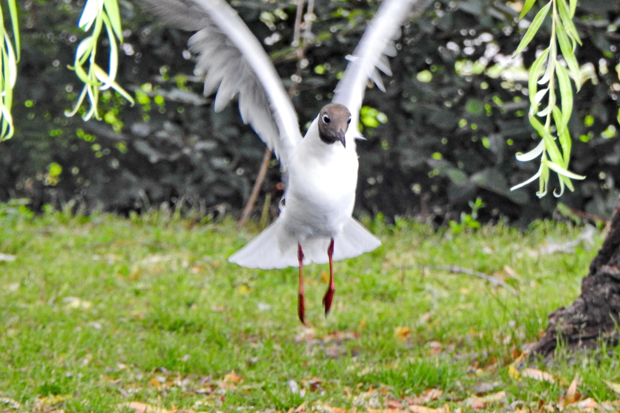 Take off - My, The photo, Travels, Tourism, The park, Birds, Seagulls