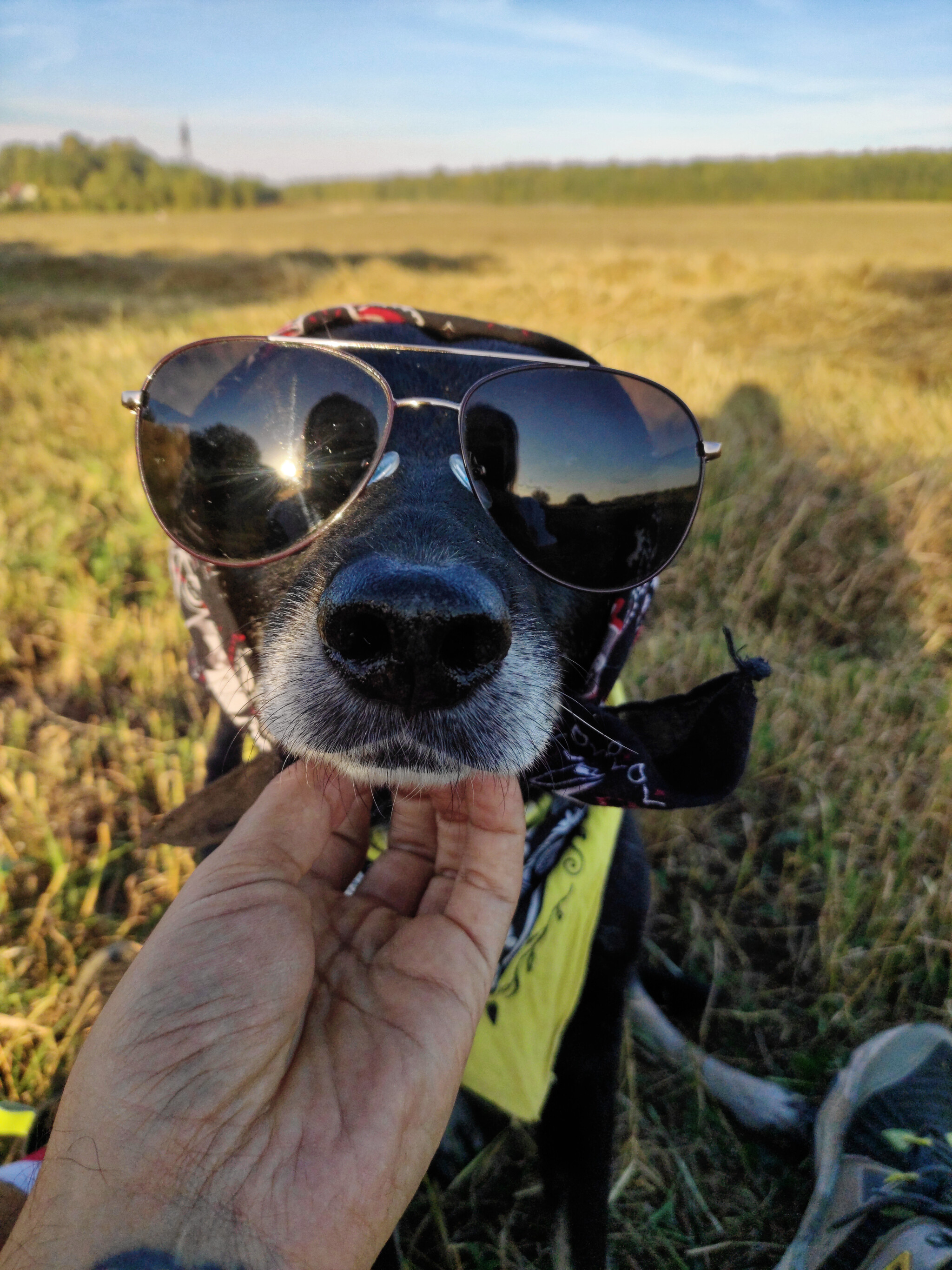 Not Chucha, but a scarecrow - My, Nature, Dog, Sunset, Landscape, Autumn, Evening, Pets, Friend, Longpost