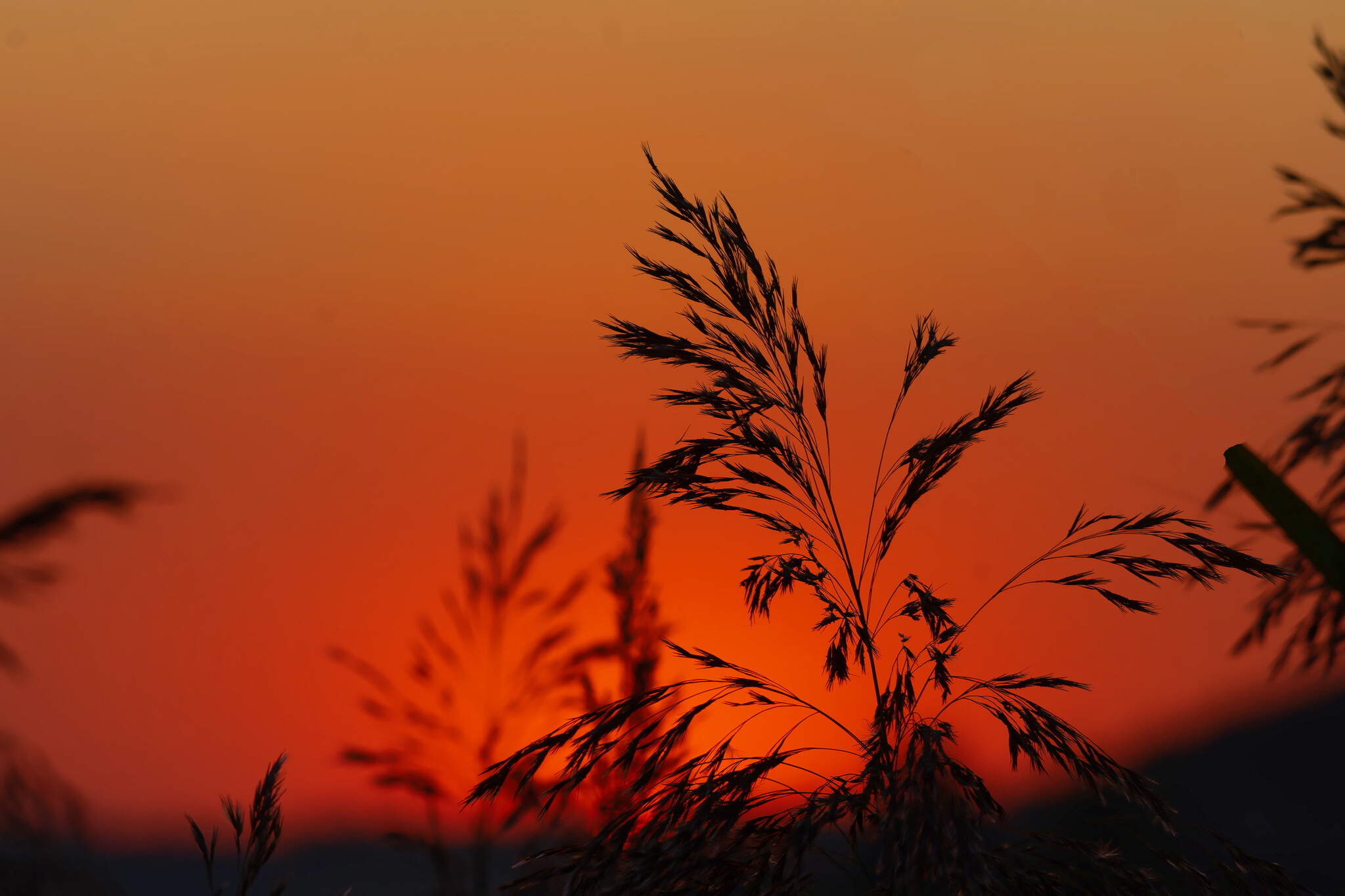 Not Chucha, but a scarecrow - My, Nature, Dog, Sunset, Landscape, Autumn, Evening, Pets, Friend, Longpost