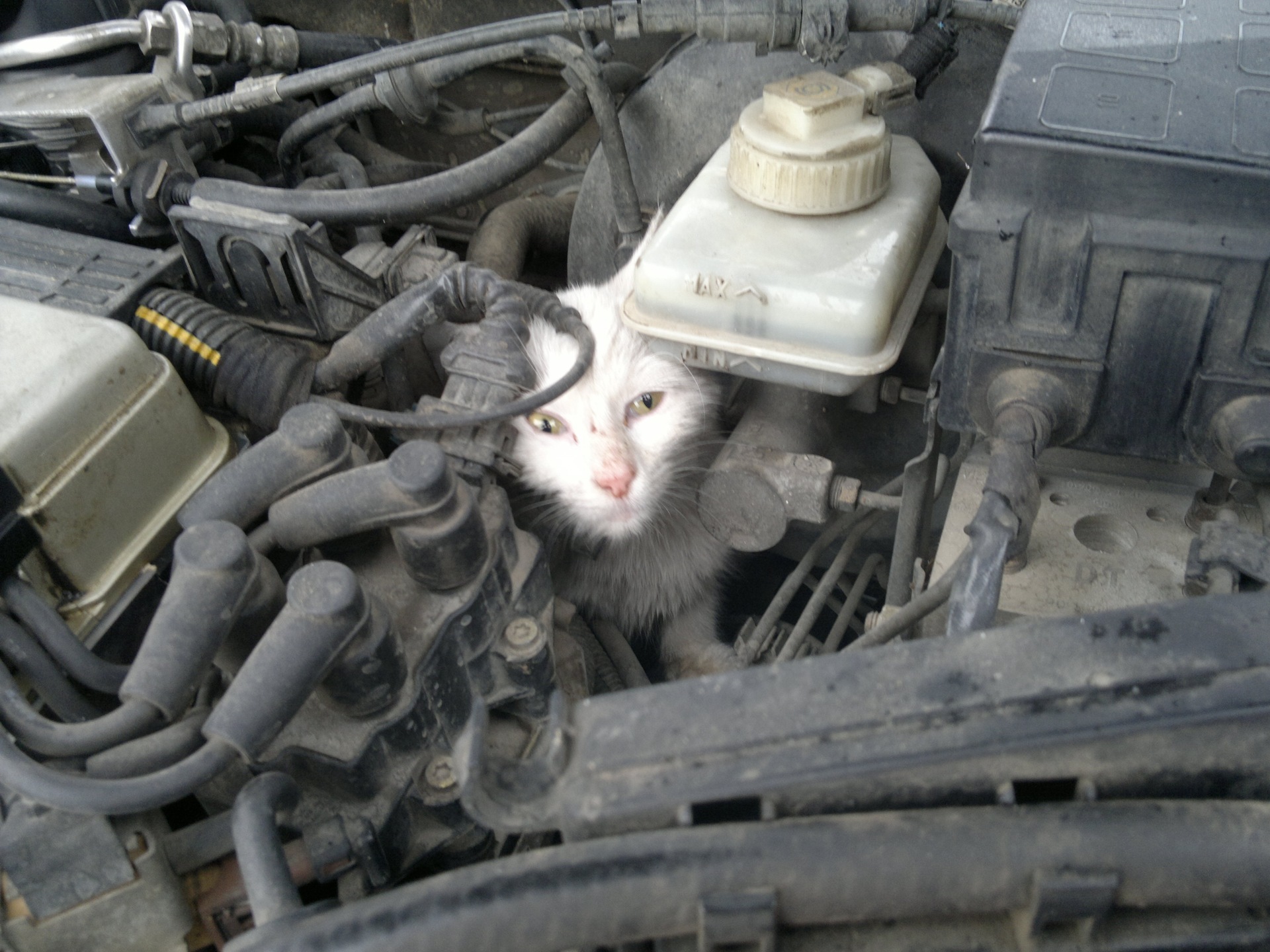 Inspect your car for cats hiding from the cold, who may crawl under the hood or under the wheel fender in search of a warm place! - My, cat, Kittens, Russia, Society, A life, Kindness, Care, No rating, Motorists, Autumn, Cold, Longpost