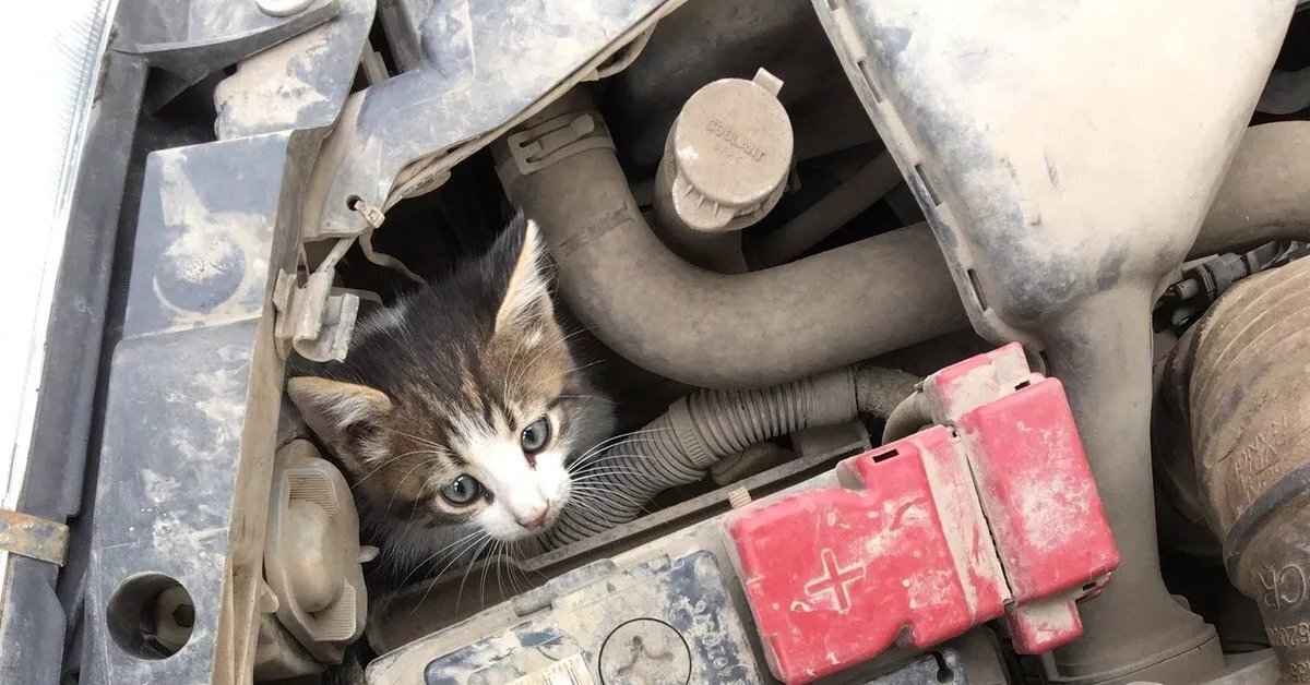 Inspect your car for cats hiding from the cold, who may crawl under the hood or under the wheel fender in search of a warm place! - My, cat, Kittens, Russia, Society, A life, Kindness, Care, No rating, Motorists, Autumn, Cold, Longpost