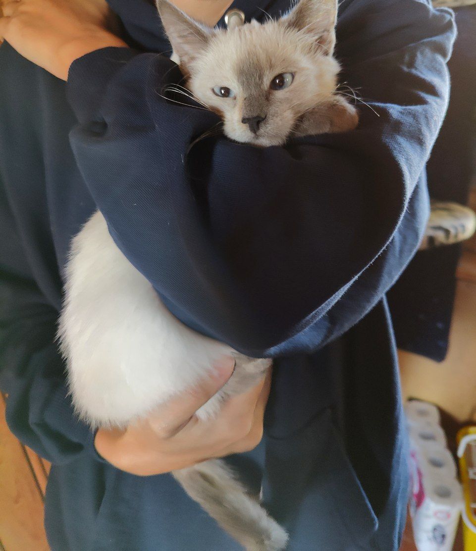 759 tail went to a new home. A small cross-eyed Kursk Taichik went to a new home to the family of Yulia - My, cat, Animal Rescue, Found a home, Vertical video, Pick-up headphones, Video, Longpost