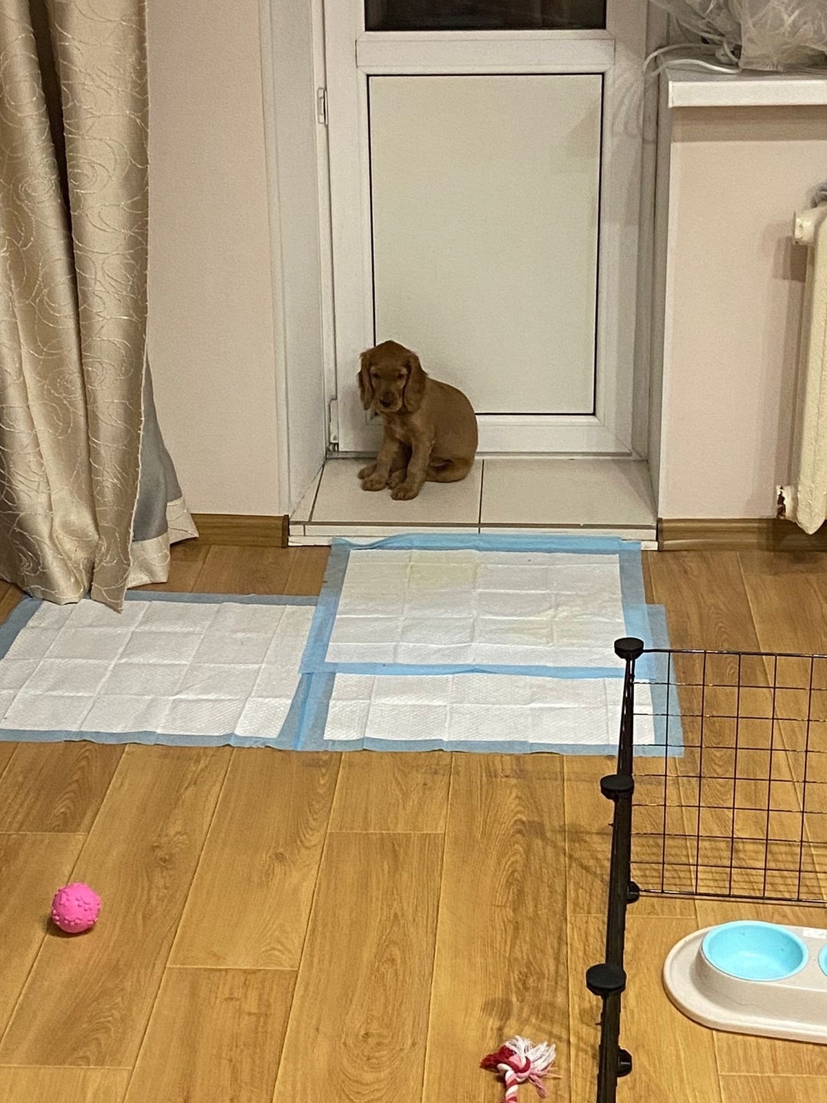 Bella's toilet training outside and all the problems we had to face - My, Dog lovers, Everyday life, Dog, Problem, Longpost