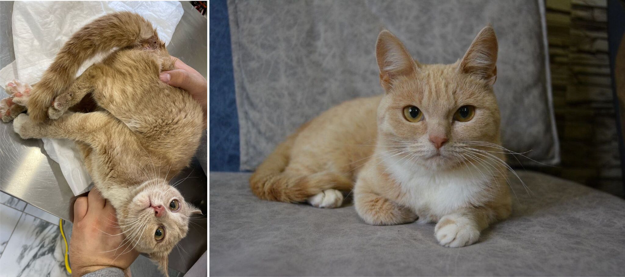 Shelter animals before and after - My, cat, Dog, Animal Rescue, Kindness, Care, Kittens, Longpost