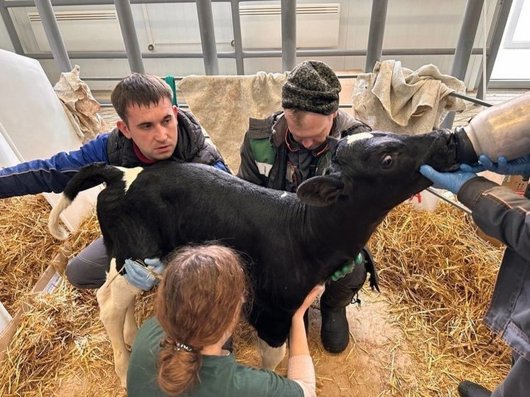 A cow was cloned for the first time in Kuban - Calf, Clones, Cloning, Cow, Pets