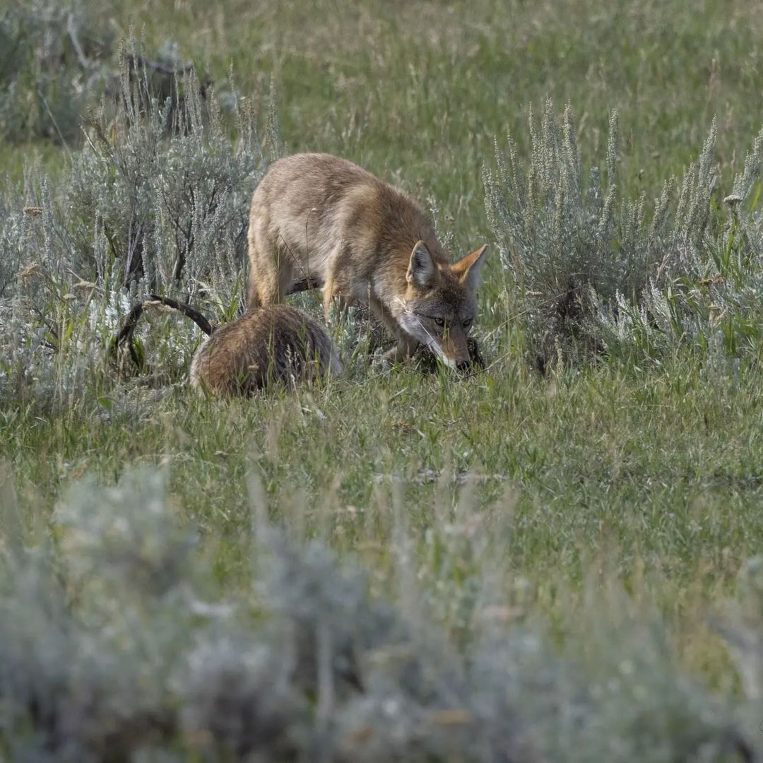 Coyote and Badger - Badger, Cunyi, Coyote, Wolf, Canines, Predatory animals, Wild animals, wildlife, National park, Yellowstone, North America, The photo, Longpost