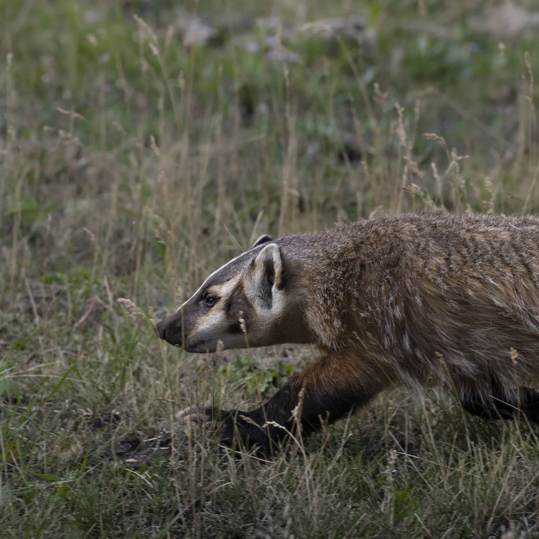 Coyote and Badger - Badger, Cunyi, Coyote, Wolf, Canines, Predatory animals, Wild animals, wildlife, National park, Yellowstone, North America, The photo, Longpost