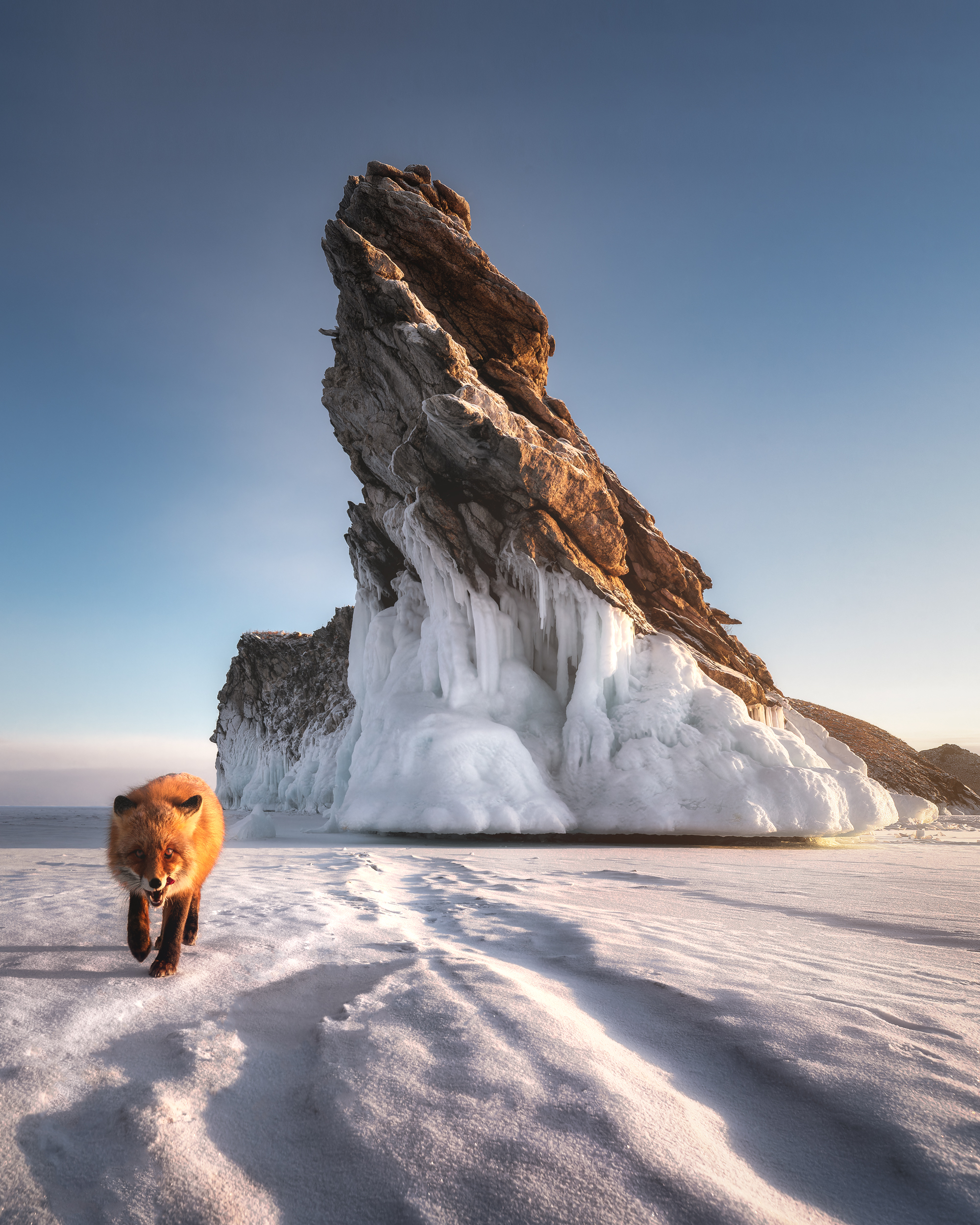 Morning meeting - My, The photo, Travels, Baikal, Fox, Longpost