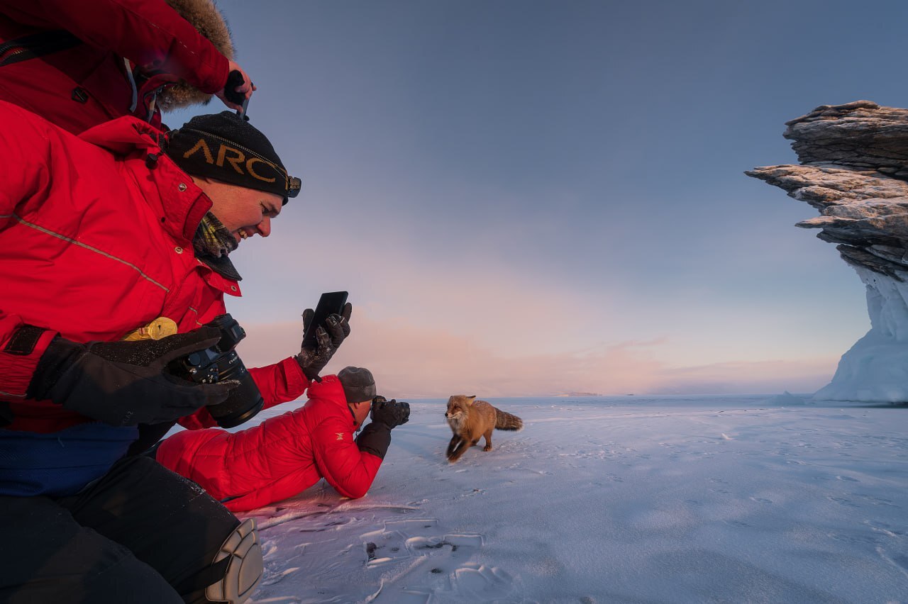 Morning meeting - My, The photo, Travels, Baikal, Fox, Longpost