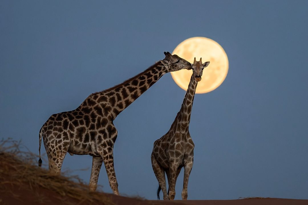 Romantic evening - Giraffe, Artiodactyls, Wild animals, wildlife, Reserves and sanctuaries, South Africa, The photo, Night shooting, moon, Full moon