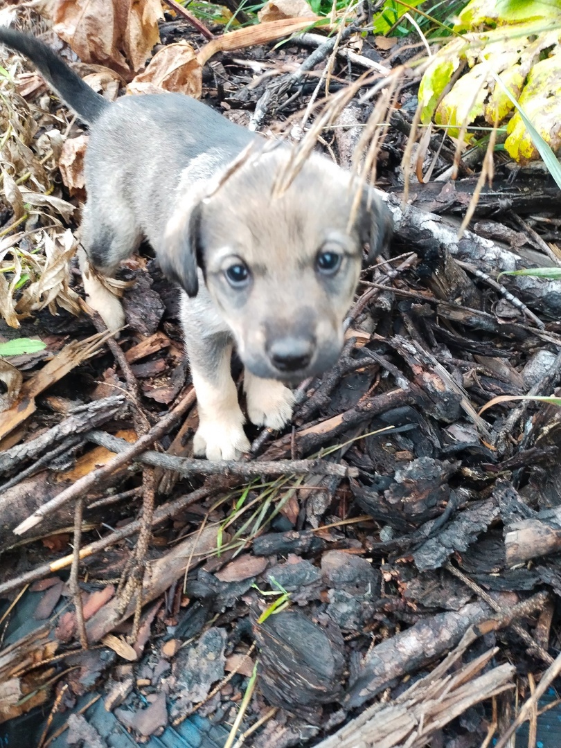 Six little ones need a home! - Overexposure, Volunteering, Homeless animals, Shelter, Perm Territory, In good hands, Longpost, Dog, Puppies