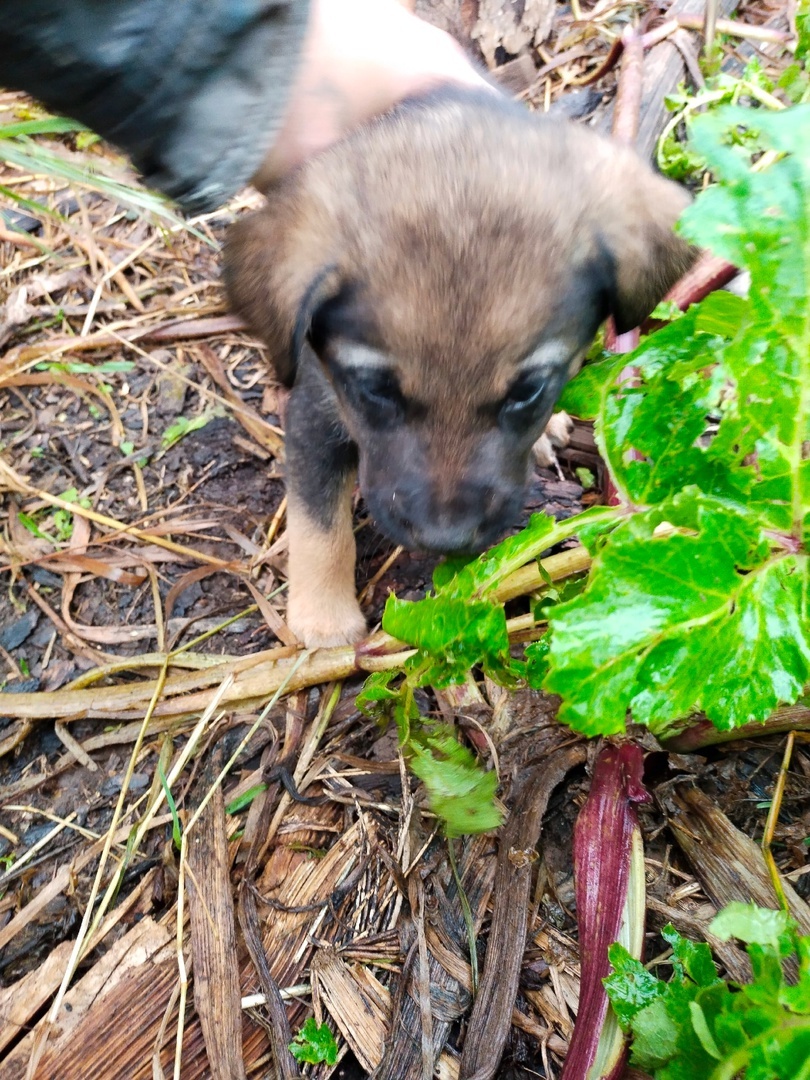 Six little ones need a home! - Overexposure, Volunteering, Homeless animals, Shelter, Perm Territory, In good hands, Longpost, Dog, Puppies