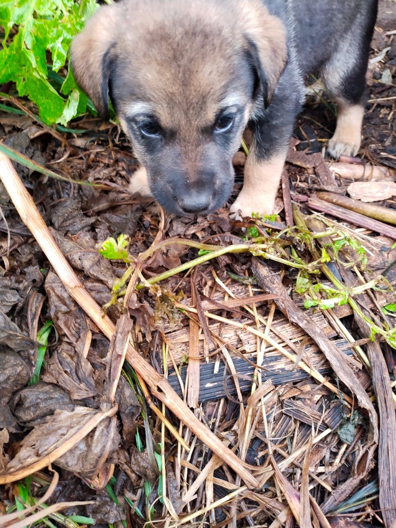 Six little ones need a home! - Overexposure, Volunteering, Homeless animals, Shelter, Perm Territory, In good hands, Longpost, Dog, Puppies