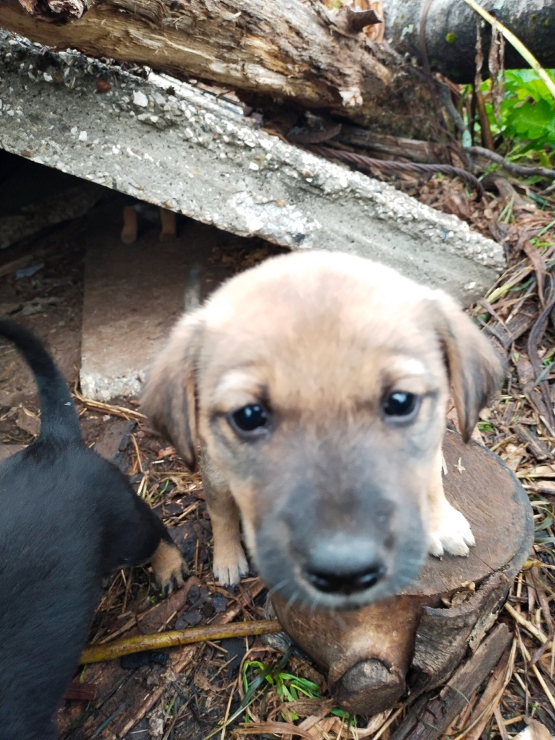 Six little ones need a home! - Overexposure, Volunteering, Homeless animals, Shelter, Perm Territory, In good hands, Longpost, Dog, Puppies